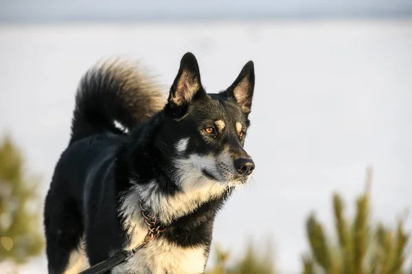 Perro Laika Siberia Oriental Sobre Fondo Nevado Invierno Foto Alta —  Fotos de Stock