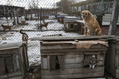 Sokak hayvanları için barınaktaki evsiz köpekler. Yüksek kalite fotoğraf