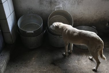 Sokak hayvanları için barınakta evsiz bir köpek. Yüksek kalite fotoğraf