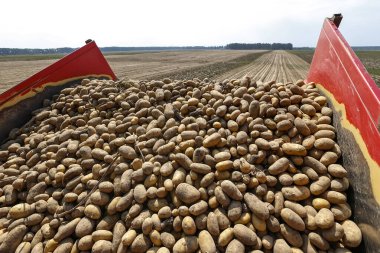 Hasat edilen patatesler patates biçme makinesinin gövdesinde yatıyor. Yüksek kalite fotoğraf