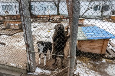 Sokak hayvanları için barınaktaki evsiz köpekler. Yüksek kalite fotoğraf