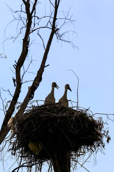 Silhouettes of two storks in a nest on a hot summer day. . High quality photo
