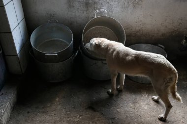 Sokak hayvanları için barınakta evsiz bir köpek. Yüksek kalite fotoğraf