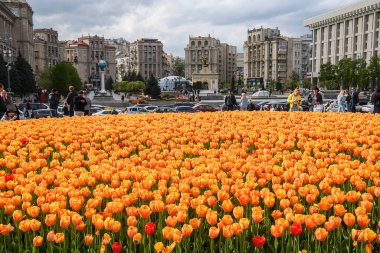 Kyiv 'deki Independence Meydanı' nda çiçek açan laleler. Mayıs 2021. Yüksek kalite fotoğraf