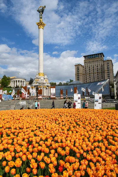 Велика Квітка Квітучих Тюльпанів Площі Незалежності Києві Травень 2021 Року — стокове фото