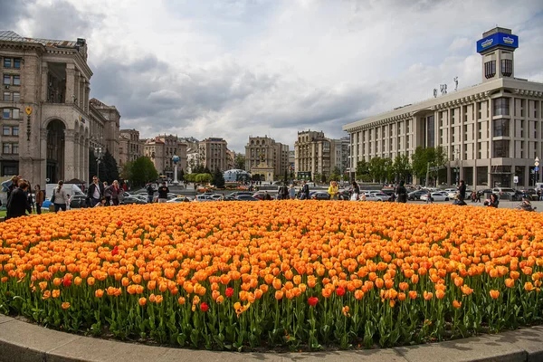 Large Flowerbed Blooming Tulips Independence Square Kyiv May 2021 High — Stock Photo, Image