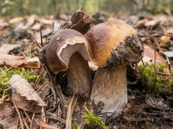 Mushrooms Boletus edulis grow in the forest. — Stock Photo, Image