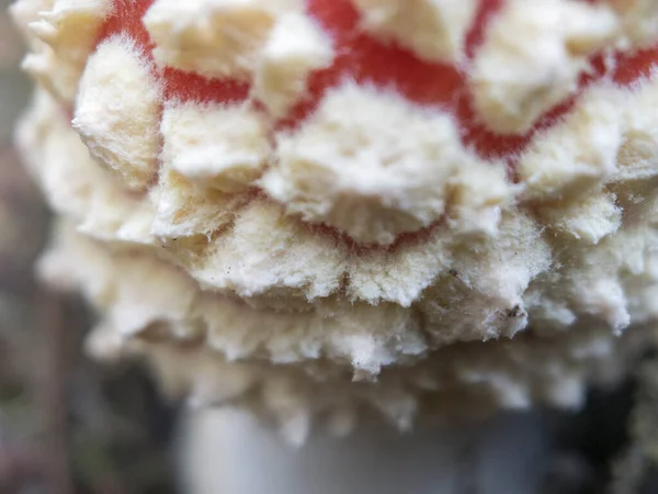Amanita muscaria, commonly known as the fly agaric or fly amanita. Close-up photo of a mushroom cap. Selective focus. — Stock Photo, Image