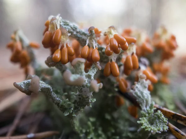 Macro photo of Orange slime mold Myxomycetes Leocarpus fragilis in the forest. Selective focus — Stock Photo, Image