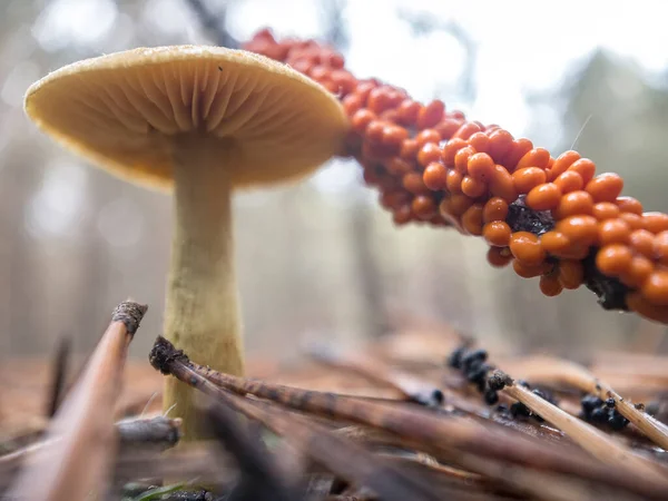 Macro photo of Orange slime mold Myxomycetes Leocarpus fragilis in the forest. Selective focus — Stock Photo, Image