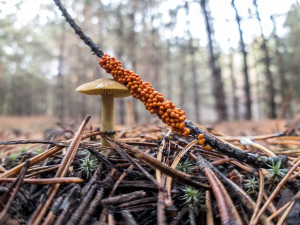 Macro photo of Orange slime mold Myxomycetes Leocarpus fragilis in the forest. Selective focus — Stock Photo, Image