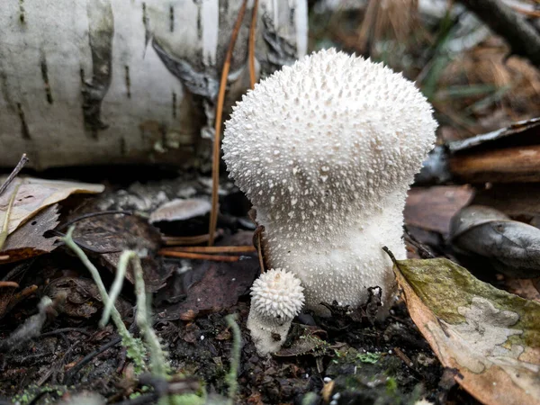 Fungus Common puffball or Lycoperdon perlatum mushrooms in the forest — Stock Photo, Image