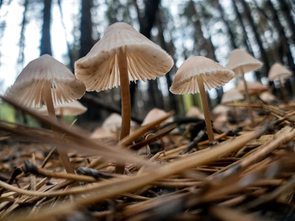 Purple edge bonnet or Mycena purpureofusca mushrooms in the forest — Stock Photo, Image