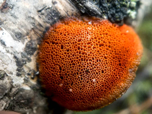 Макрофотография Pycnoporus Coccineus Сапрофилактического Белого Гриба Разлагателя Семействе Polyporaceae Высокое — стоковое фото