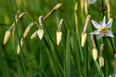 Ukrayna 'daki Daffodil Vadisi Biyosfer Rezervi' nde yabani narsislerle ya da nergis çiçekleriyle güzel çiçek açan çayır. Yüksek kalite fotoğraf