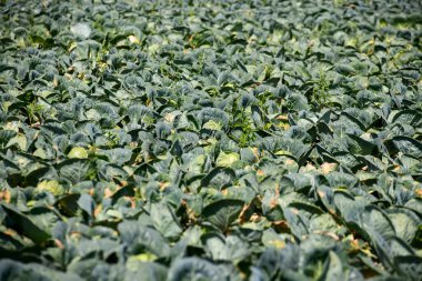 Çiftlik arazisinde yeşil lahana yetişiyor. - Evet. Yüksek kalite fotoğraf