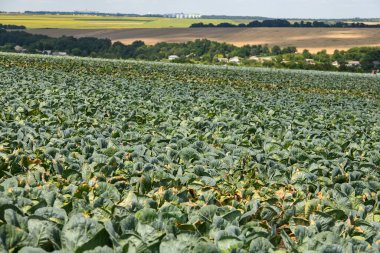 Çiftlik arazisinde yeşil lahana yetişiyor. - Evet. Yüksek kalite fotoğraf