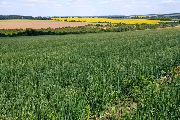 Taze soğanlar bir tarlada yetişir. - Evet. Yüksek kalite fotoğraf