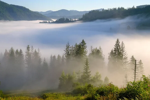 Mglisty Krajobraz Poranna Mgła Wschodzi Wysoko Karpatach Ukrainie Wysokiej Jakości — Zdjęcie stockowe