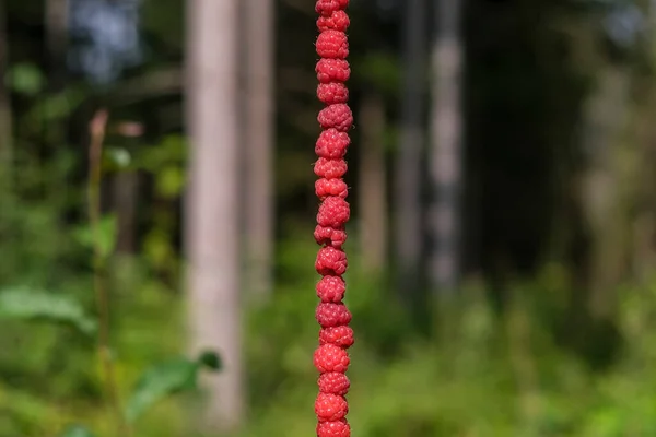 Berries of wild forest raspberries in the forest. Raspberry necklace. High quality photo