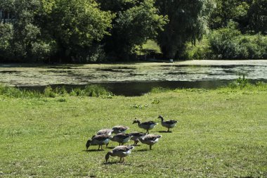 Kazlar bir yaz günü nehir kenarında yeşil bir çayırda otlarlar. Yüksek kalite fotoğraf