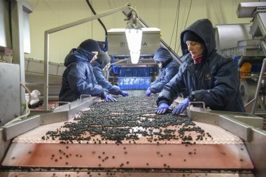 Çalışanlar, yetiştirme, işleme ve dondurucu böğürtlen ve orman ürünleri yetiştirme, işleme alanında uzmanlaşmış bir şirkette donmuş frenk üzümü ile çalışıyorlar. Ivano-Frankivsk bölgesi, Ukrayna. Eylül 2021
