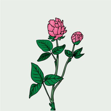 Çiçekli yonca bitkisinin vektör çizimi. El çizimi tasarım ögesi.