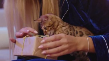 Yeni yıl bayramını birlikte kutlayan sevimli kedi yavrusuyla pijama partisi yapan bir kadının yakın çekimi. Eviniz güzelmiş. Evcil hayvanları olan aile.