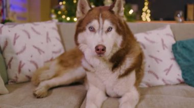 Arka plandaki Noel süslemelerinde mavi gözlü şirin, iri yarı bir köpek. Mutlu bir hayvan portresi. Noel zamanı. Yavaş çekim