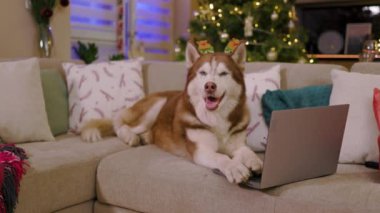 Noel süsleri takan komik, iri kıyım köpek dizüstü bilgisayar kullanıyor. Mutlu bir hayvan portresi. Noel zamanı. Kapatın. Yavaş çekim