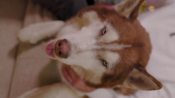 Perro husky tiro vertical con ojos azules sobre fondo decoraciones navideñas. Retrato animal de compañía feliz. En Navidad. Movimiento lento — Vídeo de stock