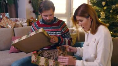 Kafkasyalı mutlu evli çift Noel 'de Bengal kedisi alıyor. Yeni evcil hayvanını okşayan ve önemseyen heyecanlı bir kadın. Adam hayal kırıklığı içinde oturuyor. Eğlenceli konsept.