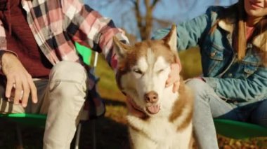 Güz parkında ya da ormanda evcil hayvanlarla oynayan erkek ve kadın çiftlerle köpekleri kapayın. Hayvanlar neşeli. Gün ışığında. Rahatlama zamanı. Yavaş çekim