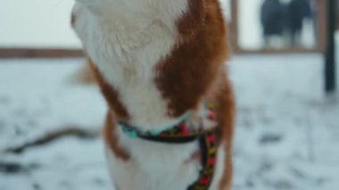 Güzel kış güneşli kış havasında, kar yağarken çekilen köpek portresini kapat ve kameraya bak. Açık hava memelileri kış manzarası evcil hayvan gözleri. Yavaş çekim