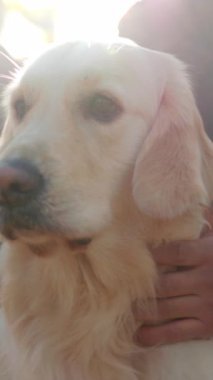 Golden Retriever, gülümseyen sahipleriyle yakın çekim, sıcak arka ışıklandırılmış kürk ve yumuşak el ele tutuşan boyun, yumuşak güneş ışığı...,