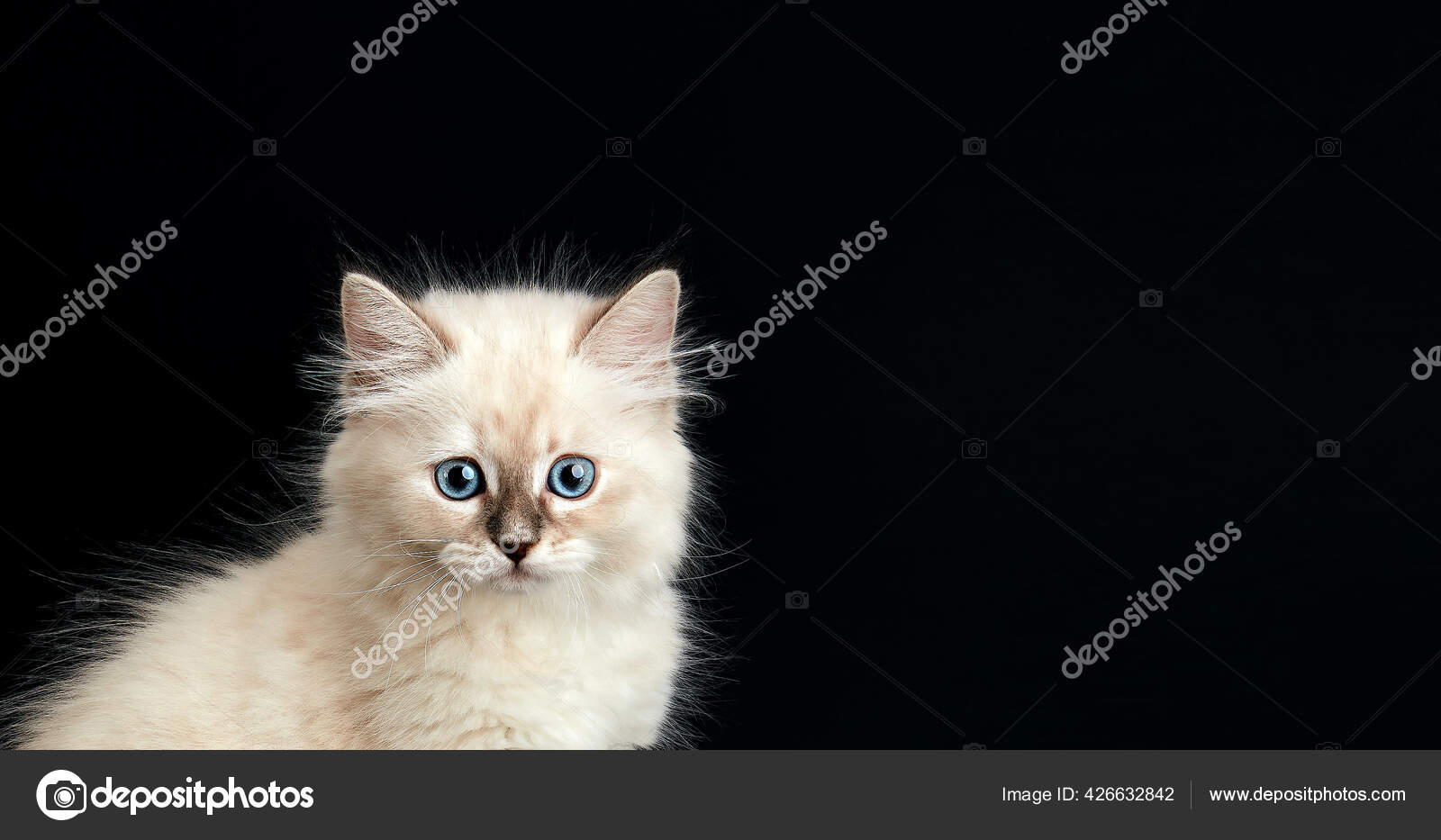 Chaton Drole Avec Des Yeux Bleu Vif Sur Fond Noir Image Libre De Droit Par Evgeniyq C Chaton Drole Avec Des Yeux Bleu Vif Sur Fond Noir Image Libre De Droit Par Evgeniyq C