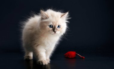 Siyah arka planda parlak mavi gözlü komik kedi yavrusu. Neva maskeli kedisinin küçük tüylü kedisi (Sibirya kedisinin alt türü))