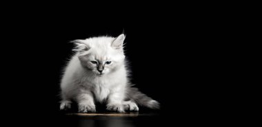 Siyah arka planda parlak mavi gözlü komik kedi yavrusu. Neva maskeli kedisinin küçük tüylü kedisi (Sibirya kedisinin alt türü))