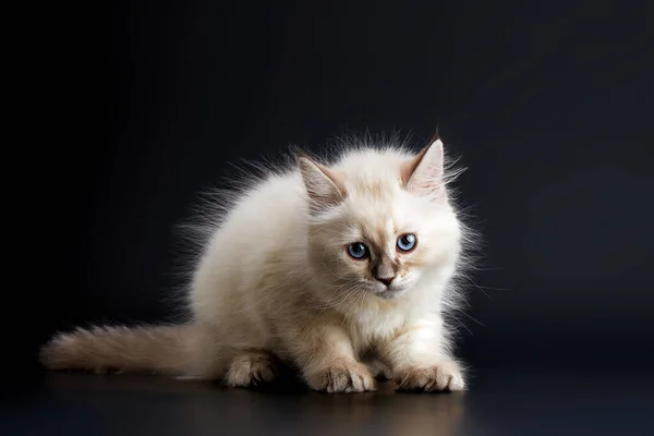 Lustiges Kätzchen Mit Leuchtend Blauen Augen Auf Schwarzem Hintergrund Kleine — Stockfoto