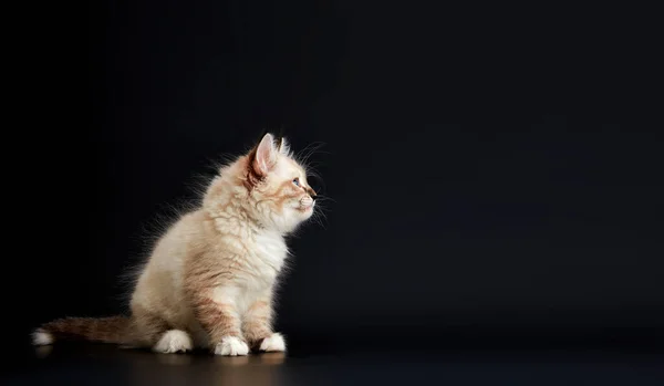 Gattino Divertente Con Gli Occhi Blu Brillante Uno Sfondo Nero — Foto Stock