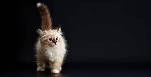 Gatito Divertido Con Ojos Azules Brillantes Sobre Fondo Negro Pequeño — Foto de Stock