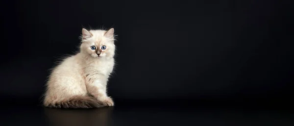 Vtipné Kotě Jasně Modrýma Očima Černém Pozadí Malé Nadýchané Koťátko — Stock fotografie