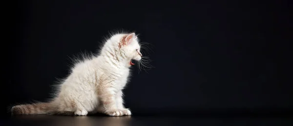 Funny Kitten Bright Blue Eyes Black Background Small Fluffy Kitten — Stock Photo, Image