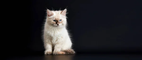 Funny Kitten Bright Blue Eyes Black Background Small Fluffy Kitten — Stock Photo, Image