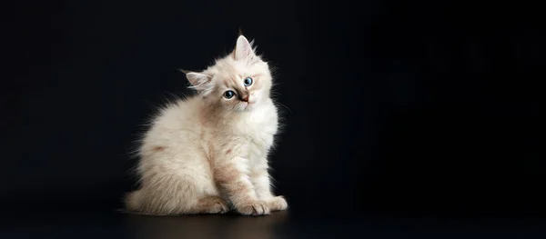 Vtipné Kotě Jasně Modrýma Očima Černém Pozadí Malé Nadýchané Koťátko — Stock fotografie