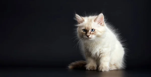 Chaton Drole Sur Fond Noir Portret Noir Blanc Petit Chaton Image Libre De Droit Par Evgeniyq C Chaton Drole Sur Fond Noir Portret Noir Blanc Petit Chaton Image Libre De Droit Par Evgeniyq C
