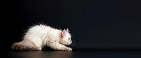 Gatinho Engraçado Com Olhos Azuis Brilhantes Fundo Preto Pequeno Gatinho — Fotografia de Stock