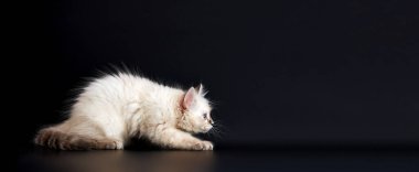 Siyah arka planda parlak mavi gözlü komik kedi yavrusu. Neva maskeli kedisinin küçük tüylü kedisi (Sibirya kedisinin alt türü)).