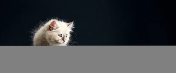 Дивне Кошеня Яскраво Блакитними Очима Чорному Тлі Маленьке Пухнасте Кошеня — стокове фото