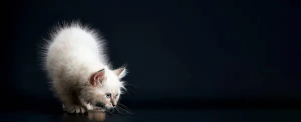 Tali Bimbi Diversi Tre Gattini Divertenti Con Occhi Azzurri Lucenti — Foto Stock